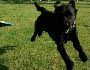 Cão de pelagem preta pulando sobre gramado verde