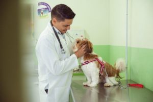 Cachorro sendo atendido por veterinário