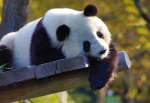 Foto de urso panda gigante de pelagem branca com manchas pretas, deitado em estrado de madeira