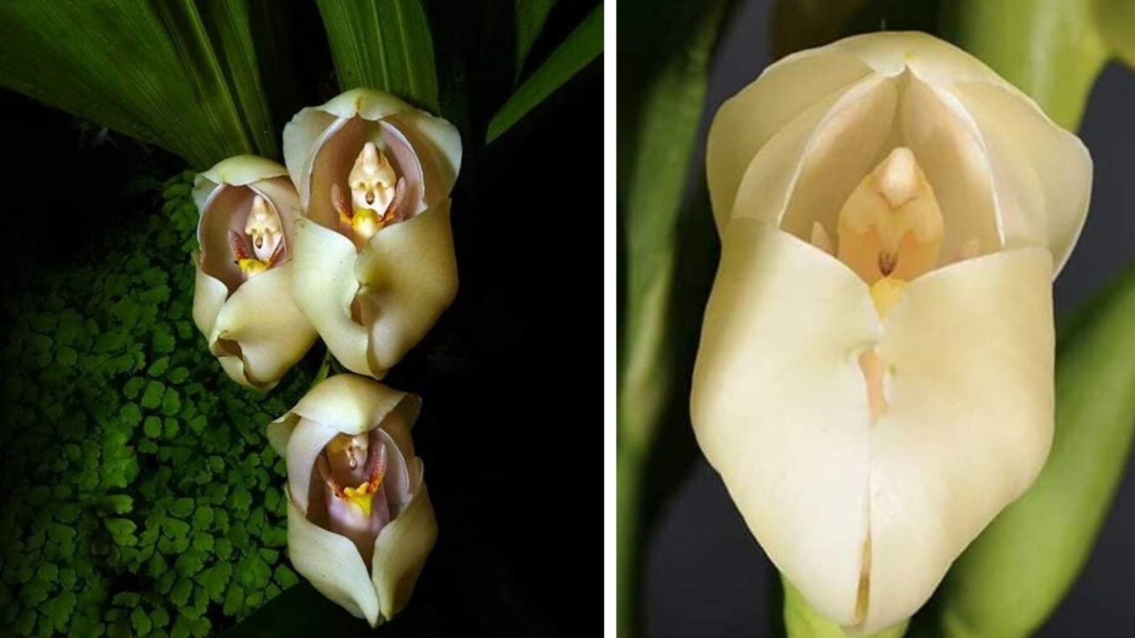 As incríveis orquídeas que parecem ter bebês dentro de suas pétalas |  Notícias