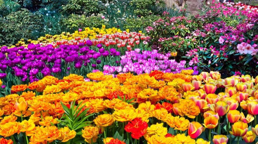 Tradicional festival de flores em Holambra é adiado para 2021 | Notícias
