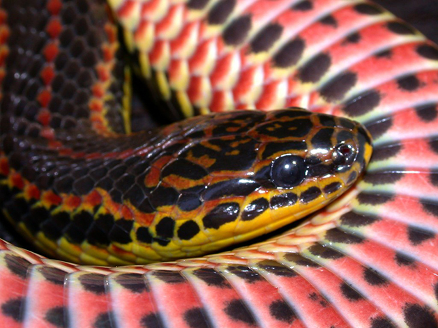 Cobra arco-íris 'mansa' chama a atenção em zoo nos EUA