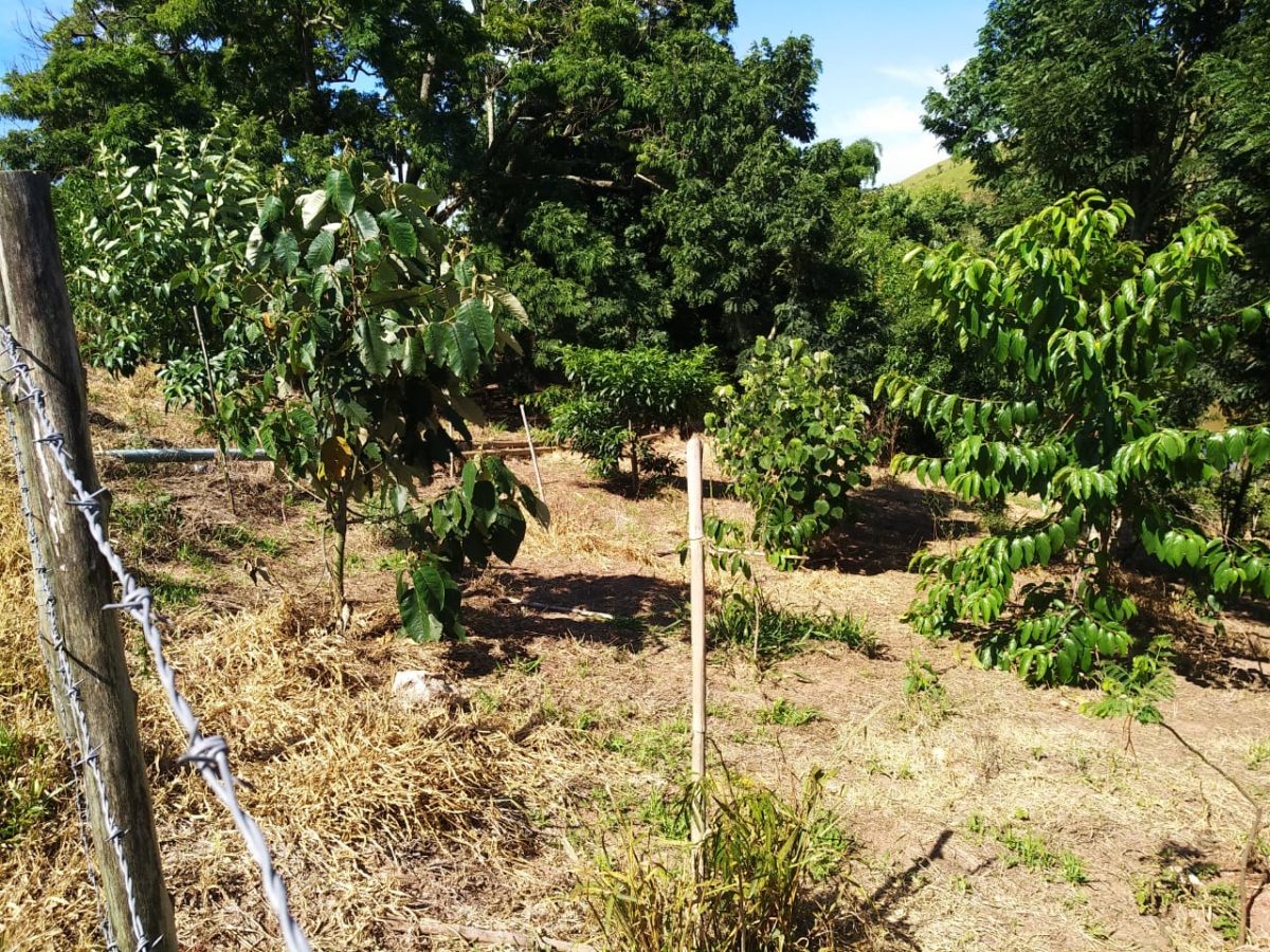 Programa que beneficia propriedades com mata