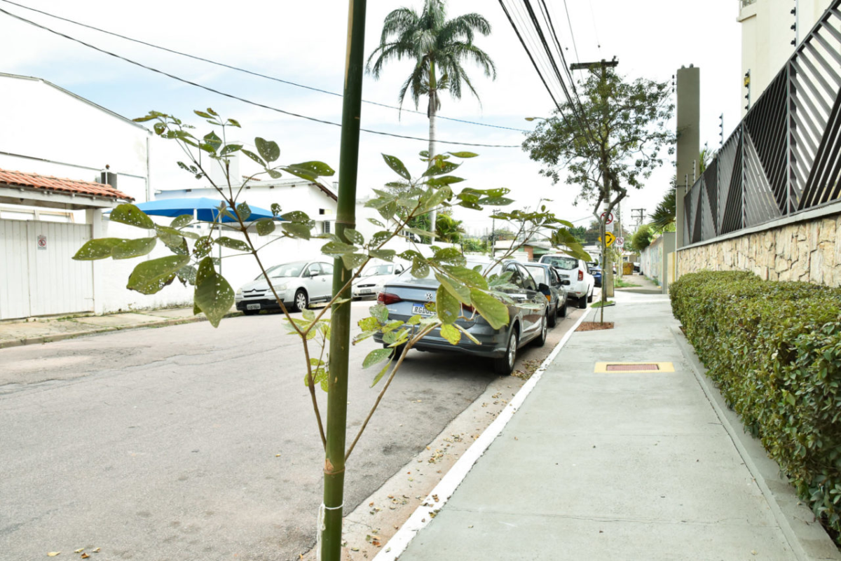 Vila Rami foi outra região da cidade que recebeu o plantio nos últimos dias